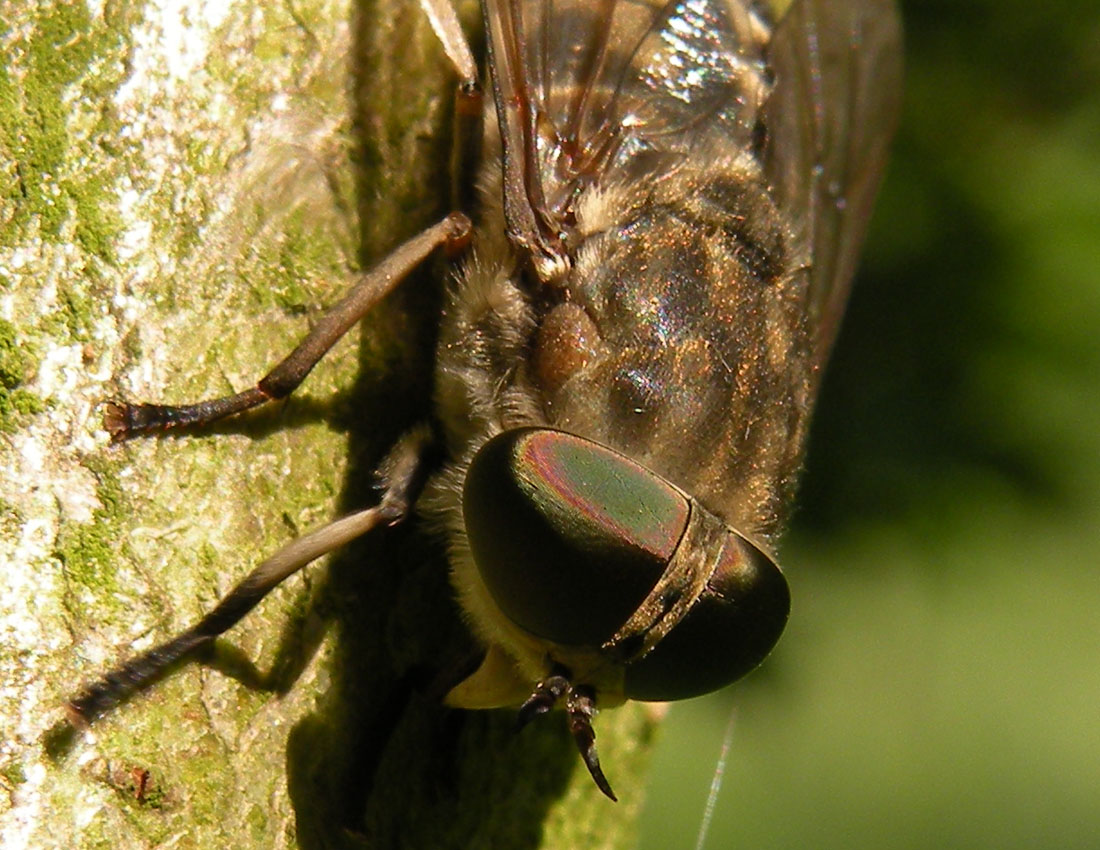 Tabanidae